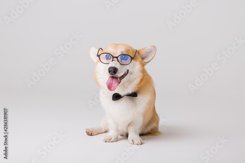  dog Corgi with glasses on a light background, the concept of working in the office