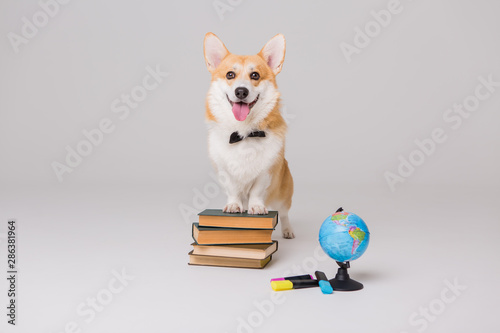 Corgi dog with books and globe, education concept