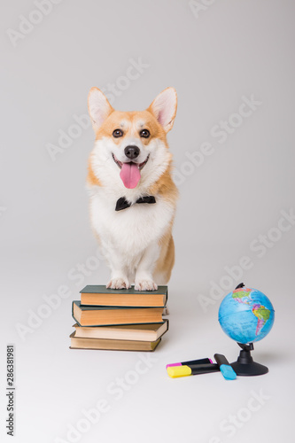 Corgi dog with books and globe, education concept