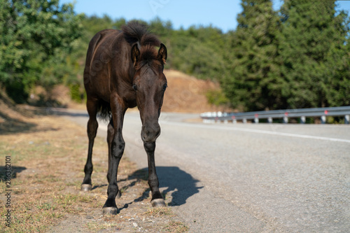 Black foal stands on the side of the road