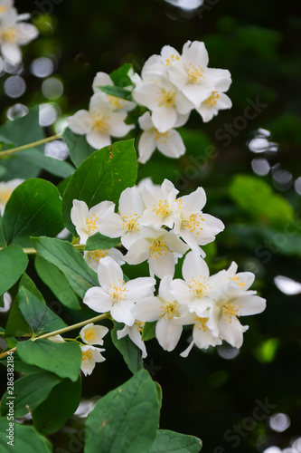 Jasmine -  absolute Egyptian  Jasmine grandiflorum  flowers