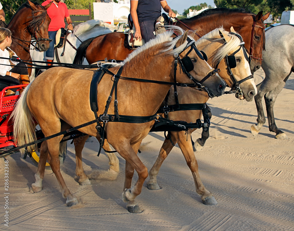 four-wheel pony cart pulled by two ponies four-wheel pony cart pulled by two ponies