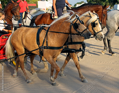four-wheel pony cart pulled by two ponies