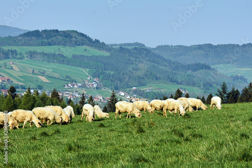 flock of sheep in Pieniny mountains, Poland.