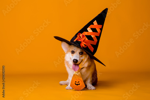 Corgi dog in Halloween costume on yellow background