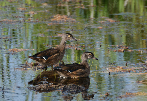 Wood Ducks on river
