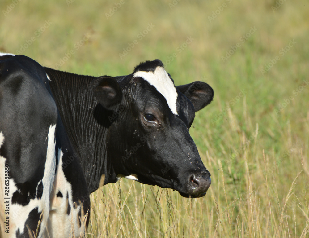 Holstein Cow Portrait Holstein Cow Portrait
