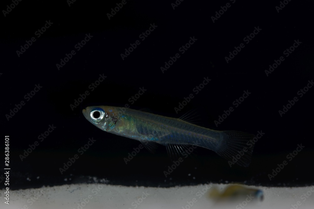 Fototapeta premium Norman lampeye, Poropanchax normani, a small ornamental fish form Africa