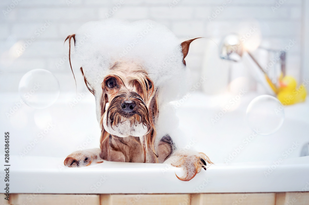 Pretty Yorkshire Terrier having bath with foam on head - obrazy, fototapety, plakaty 