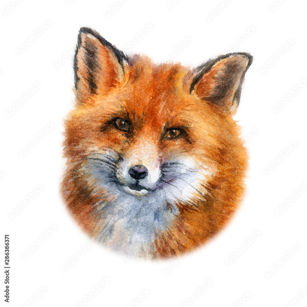 Fototapeta premium Fox design card watercolor isolated on white background