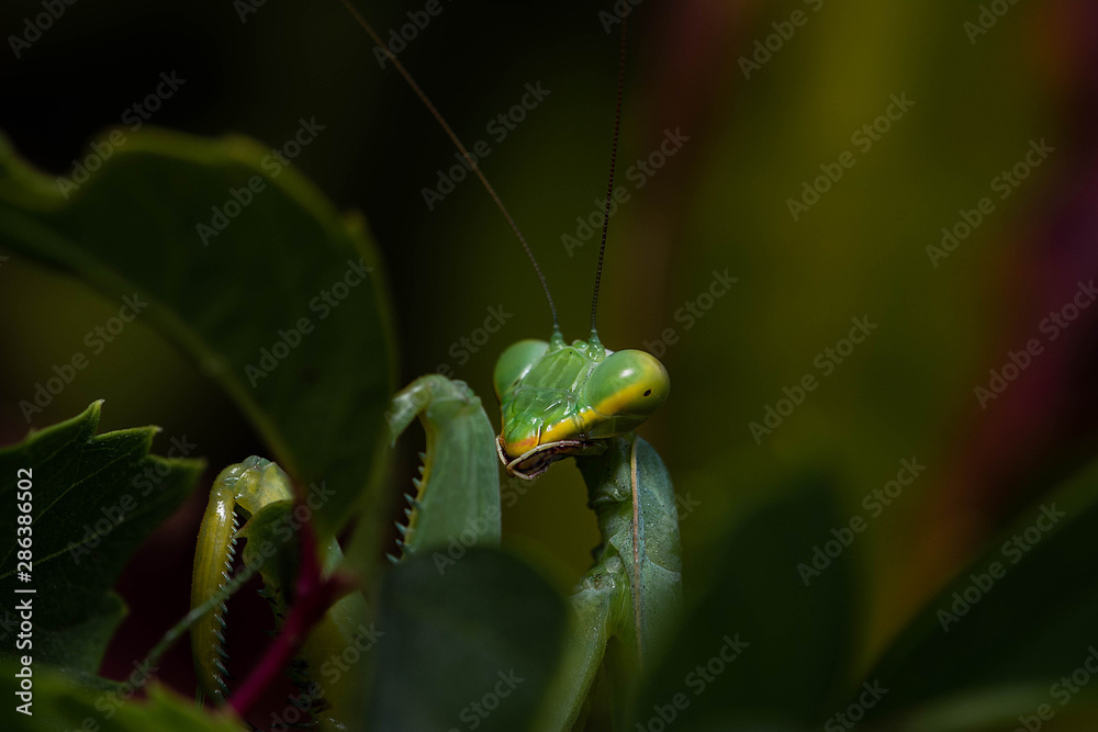 green mantis green mantis