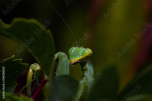 green mantis