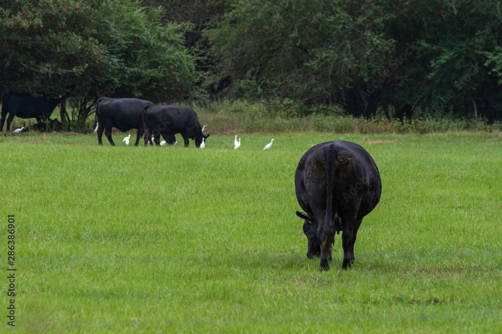 Angus crossbred cattle grazing fresh new growth Angus crossbred cattle grazing fresh new growth