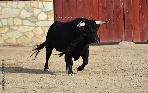 toro negro en españa