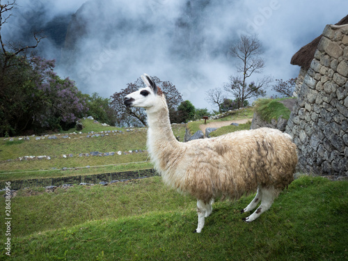  Llama in front of ancient inca town of Machu Picchu, Peru 