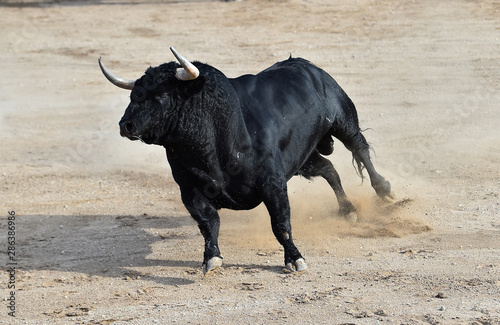 toro negro en españa