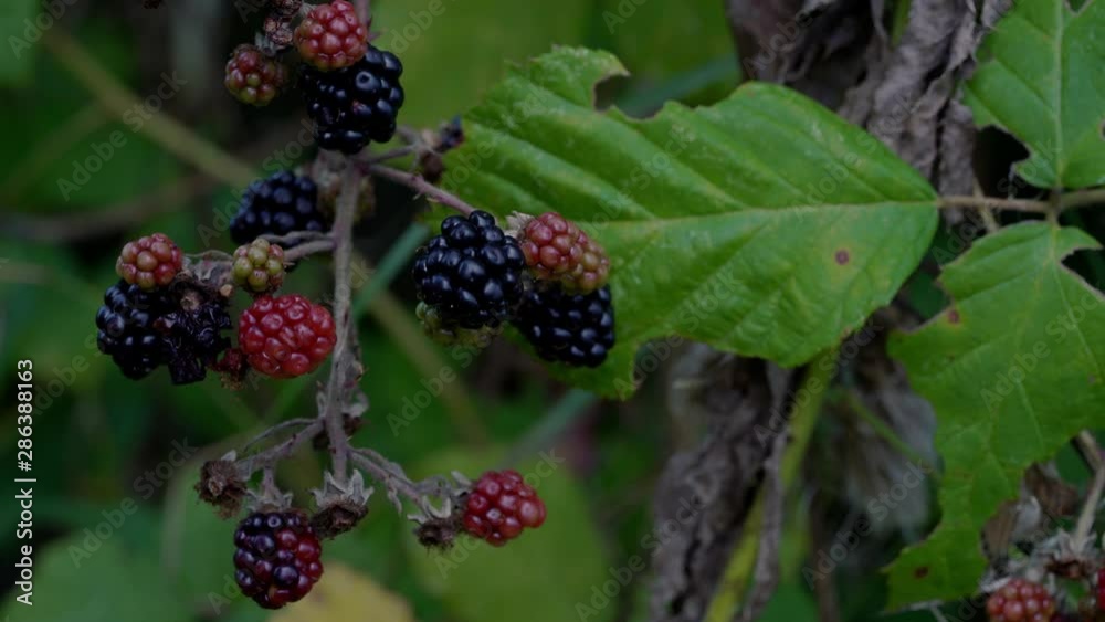 Picking wild ripe blackberry - (4K)