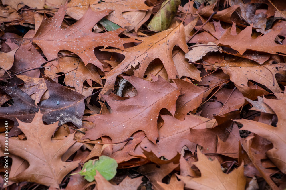 Stack of dry fallen autumn leaves. Colorful fall leaves closeup. Natural fall leaves background.