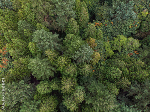 forest, pine-tree trees, filmed from a high point, shot from a height