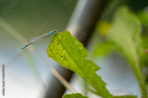 Libelle an Löwenzahnblatt photo