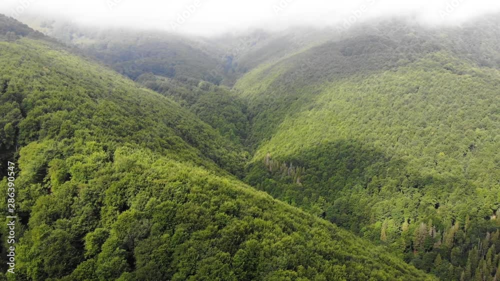 Awesome mountains all covered in green trees. Awesome mountains all covered in green trees.