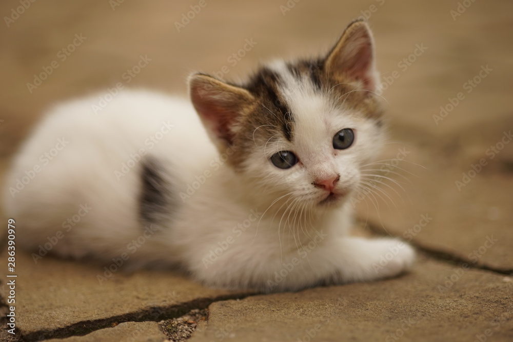 white kitten relax in the yard on a stone floor
