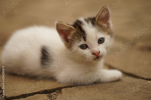 white kitten relax in the yard on a stone floor