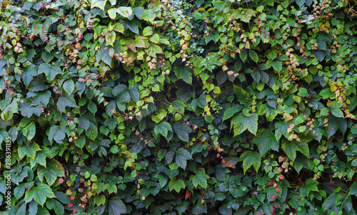 Konstfotografi Ivy and vine wall covering background