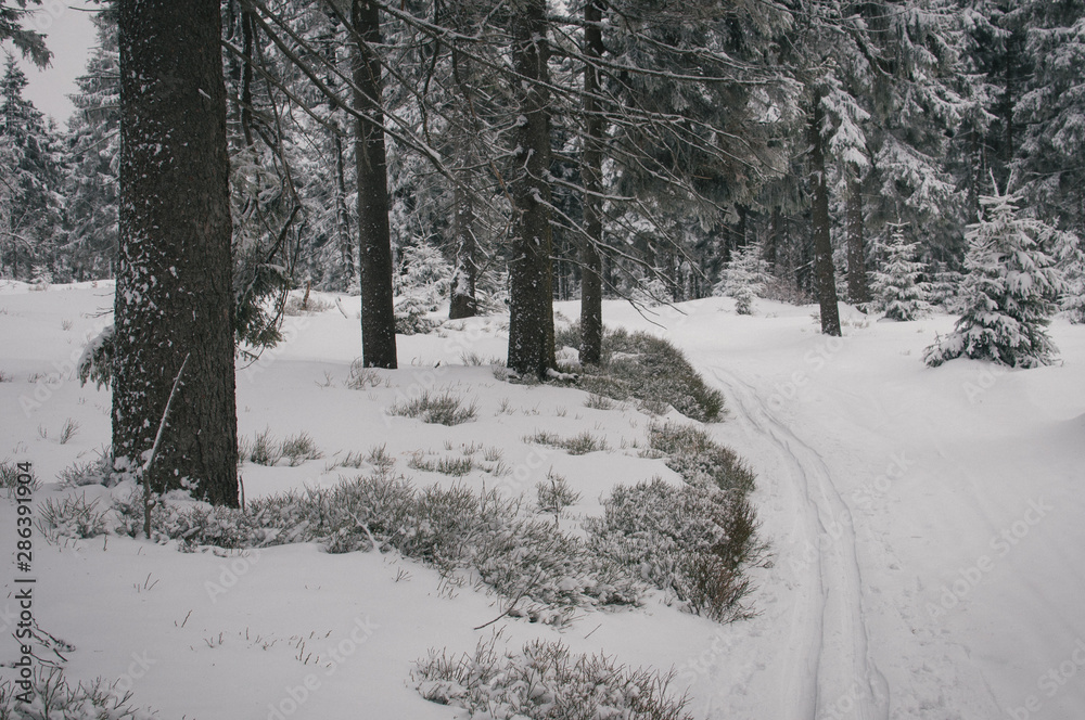 Skiing in Jeseniky mountains, typical misty weather on the top