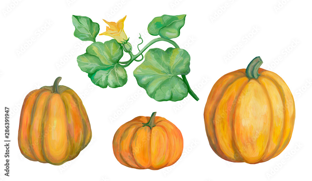 Autumn collection. Beautiful pumpkin set isolated on white. Drawing with acrylic paints. Vintage style. Botanical sketches. Realistic drawing. Element for design. Autumn collection. Beautiful pumpkin set isolated on white. Drawing with acrylic paints. Vintage style. Botanical sketches. Realistic drawing. Element for design.