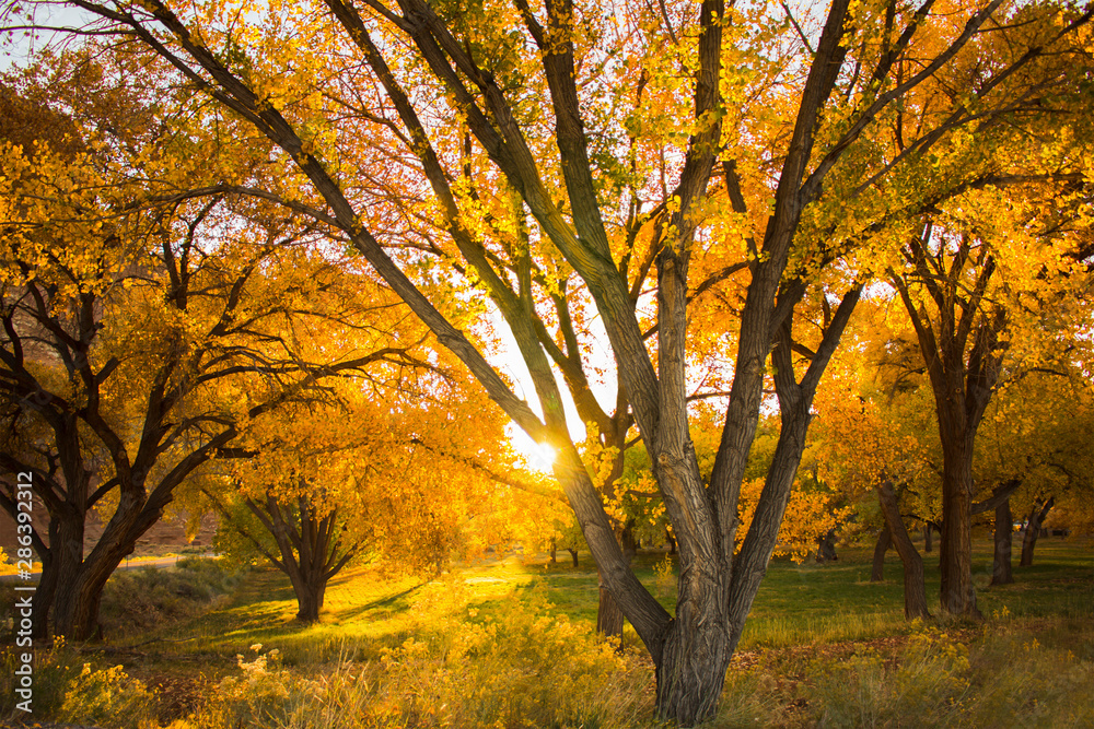 Obraz premium Autumn in Capitol Reef