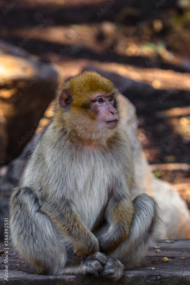 Fototapeta premium Monkey Business