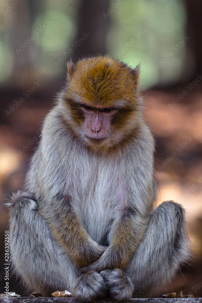 Naklejka premium Monkey Business