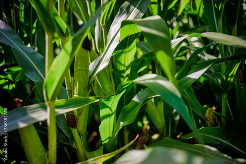 Fototapeta Naklejka Na Ścianę i Meble -  Beautiful a green corn  field view, before harvest and blue sky