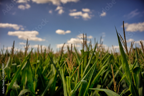 Beautiful a green corn  field view  before harvest and blue sky