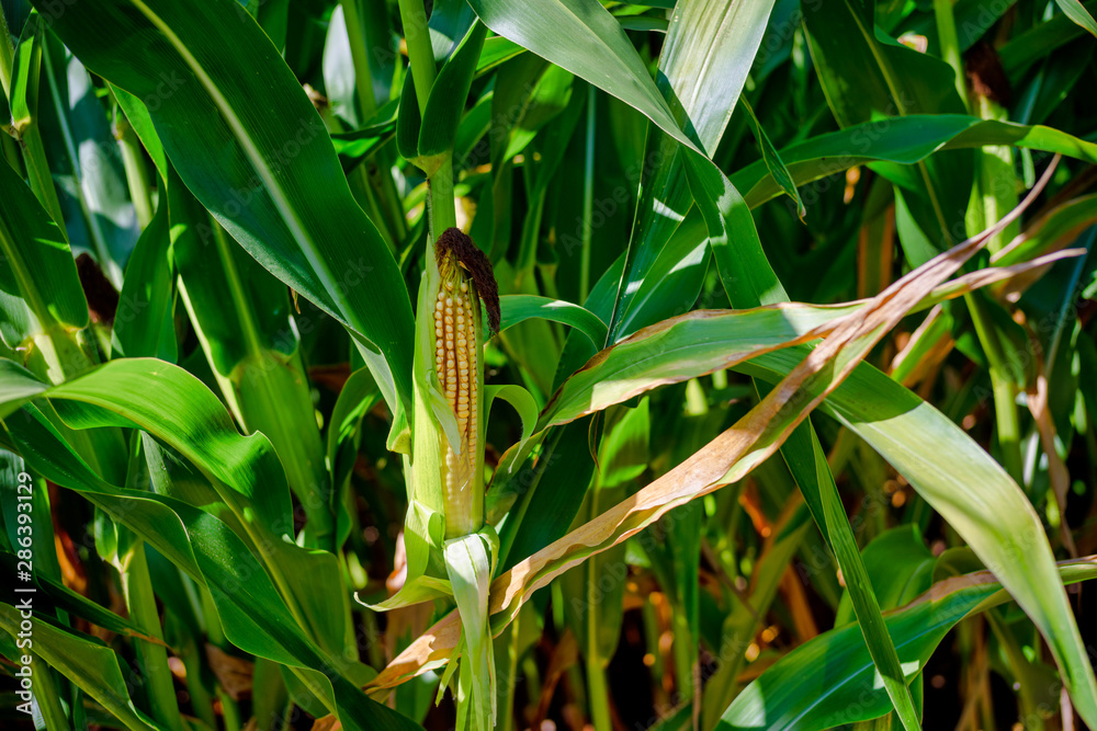 Beautiful a green corn field view, before harvest and blue sky Beautiful a green corn field view, before harvest and blue sky
