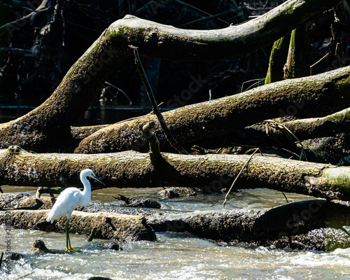 Egret In Fallen Timber