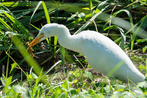 White Egret With Grasshopper