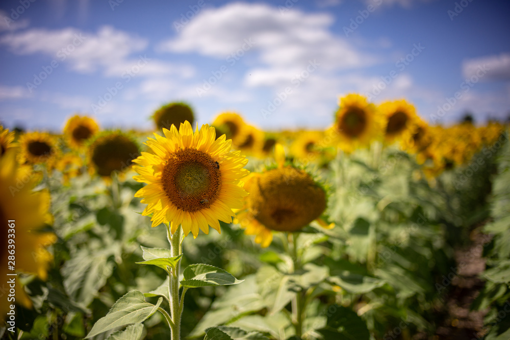 Gorgeous natural Sunflower  landscape, blooming sunflowers agricultural field, cloudy blue sky