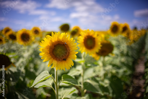 Gorgeous natural Sunflower  landscape  blooming sunflowers agricultural field  cloudy blue sky