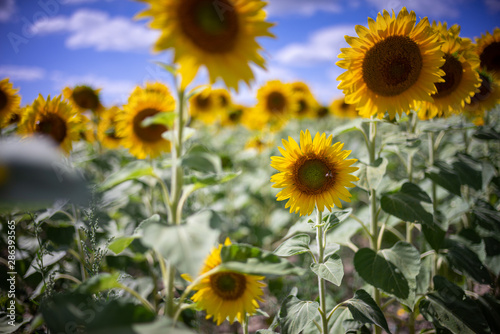 Gorgeous natural Sunflower  landscape  blooming sunflowers agricultural field  cloudy blue sky