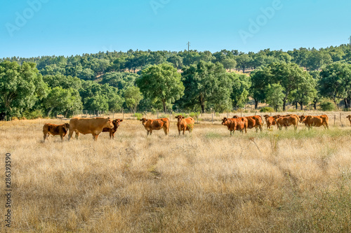Brown cows in the prairie pasture - Ribatejo - Portugal © WildGlass Photograph