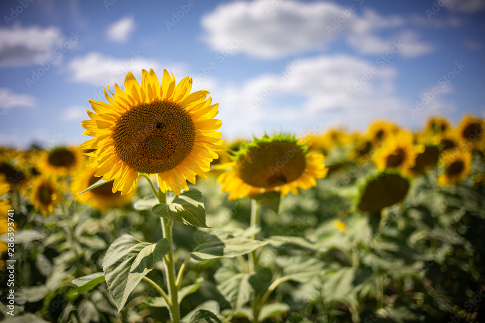 Fototapeta premium Gorgeous natural Sunflower landscape, blooming sunflowers agricultural field, cloudy blue sky