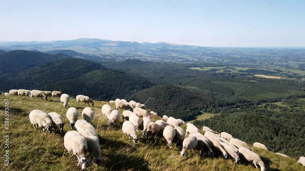 Troupeau de moutons en train de paître sur le Puy de Dôme