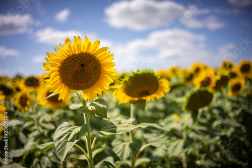 Gorgeous natural Sunflower  landscape  blooming sunflowers agricultural field  cloudy blue sky