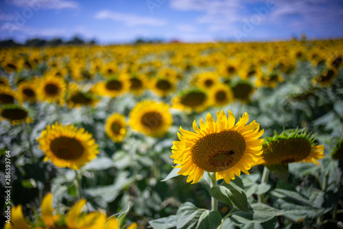 Gorgeous natural Sunflower  landscape  blooming sunflowers agricultural field  cloudy blue sky