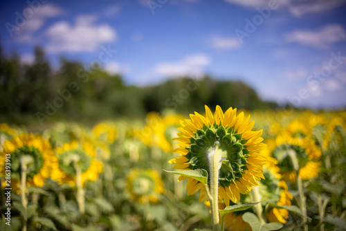 Gorgeous natural Sunflower  landscape  blooming sunflowers agricultural field  cloudy blue sky