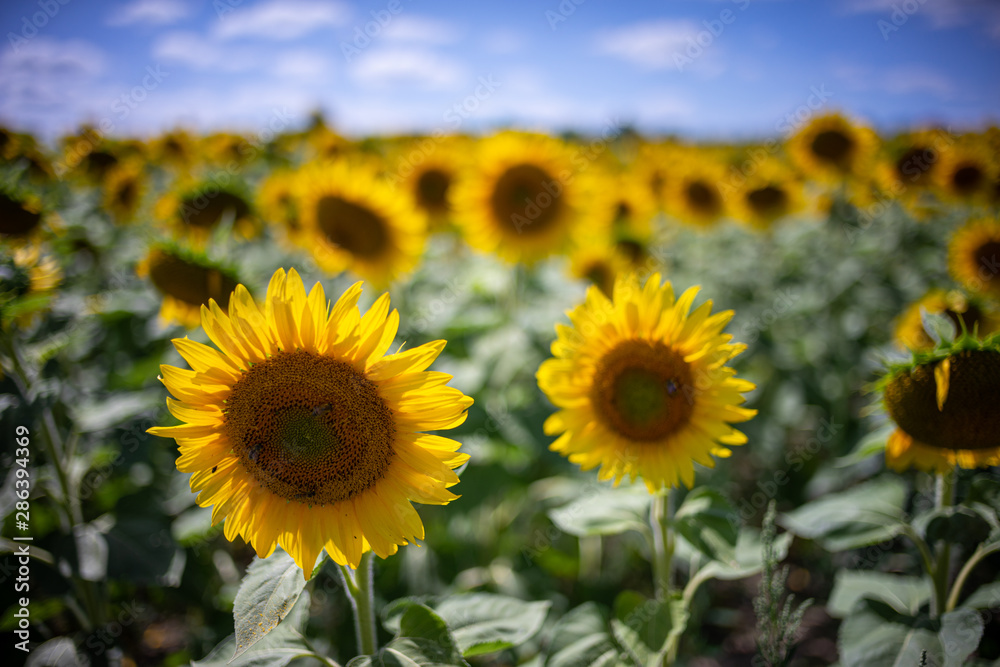 Gorgeous natural Sunflower  landscape, blooming sunflowers agricultural field, cloudy blue sky