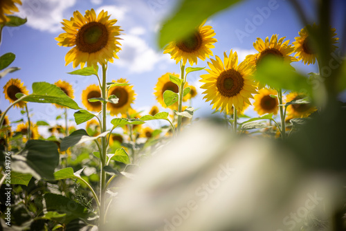 Fototapeta Naklejka Na Ścianę i Meble -  Gorgeous natural Sunflower  landscape, blooming sunflowers agricultural field, cloudy blue sky
