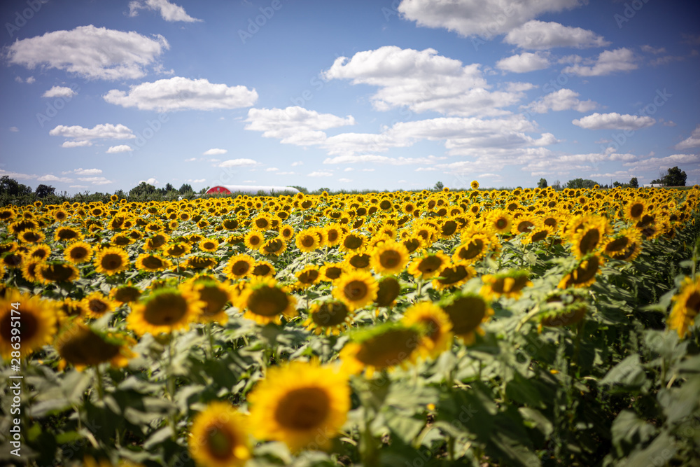 Obraz premium Gorgeous natural Sunflower landscape, blooming sunflowers agricultural field, cloudy blue sky
